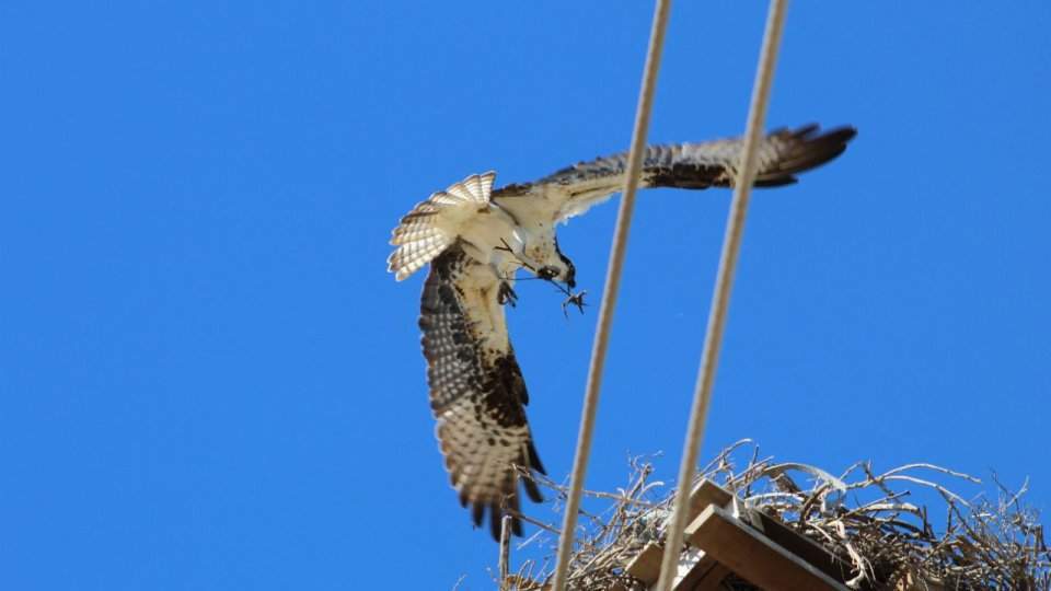 Trabajan Cedes y CFE para salvaguardar al águila pescadora en la costa de Hermosillo